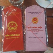 mau bao li xi 2025063 1