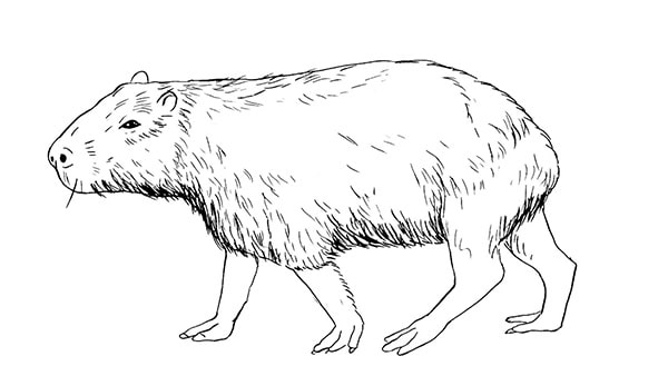 100 tranh to mau capybara cute tu de den kho phu hop moi lua tuoi 11999 5