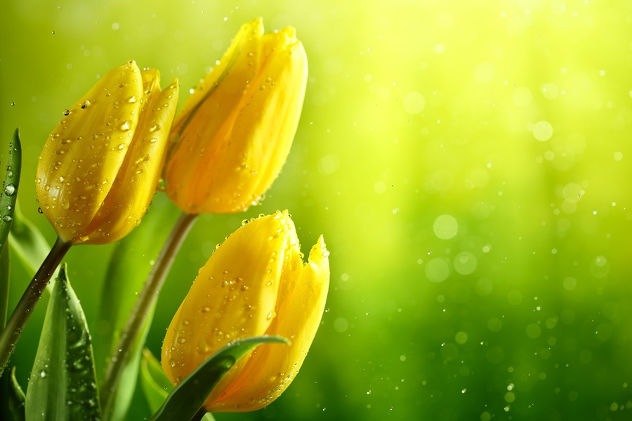 Hoa tulip, loài hoa mang vẻ đẹp kiêu sa, thanh lịch và đầy màu sắc, luôn là nguồn cảm hứng bất tận cho nghệ thuật và thiết kế