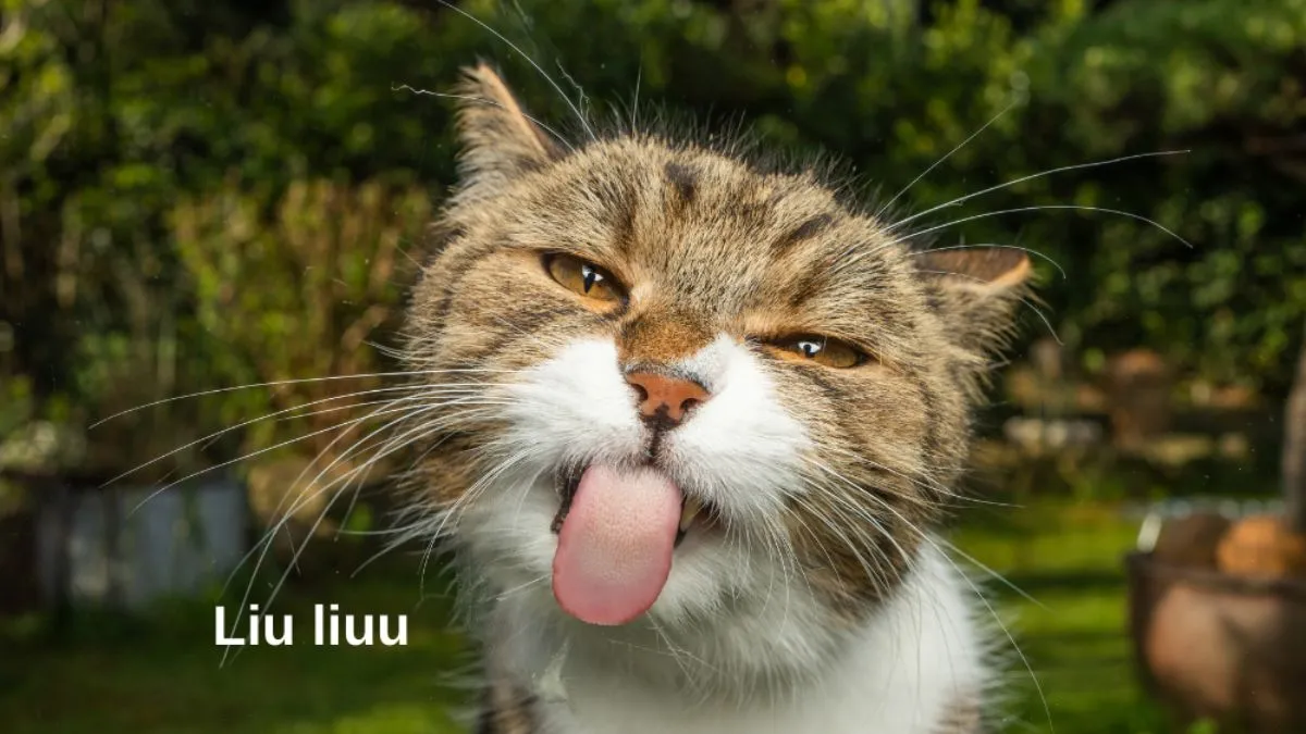 hinh anh hai huoc Innhanh.pro .vn64