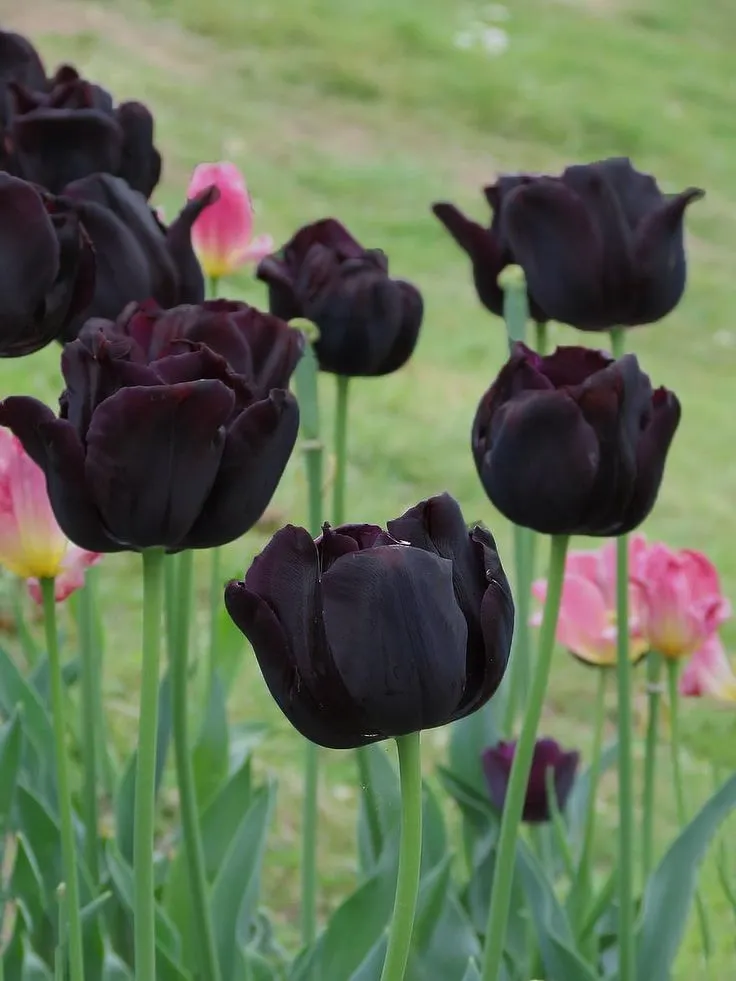 hinh nen hoa tulip innhanh.pro .vn 100