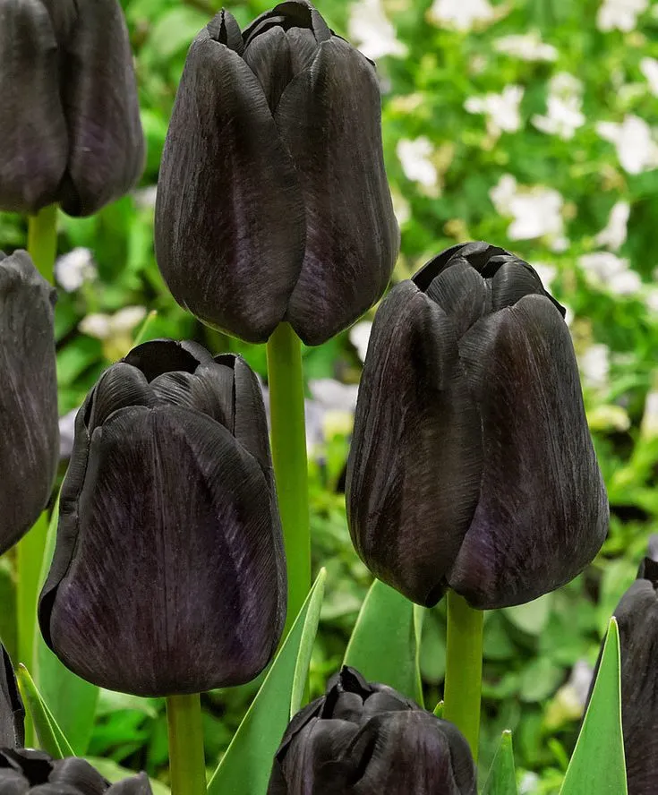 hinh nen hoa tulip innhanh.pro .vn 102