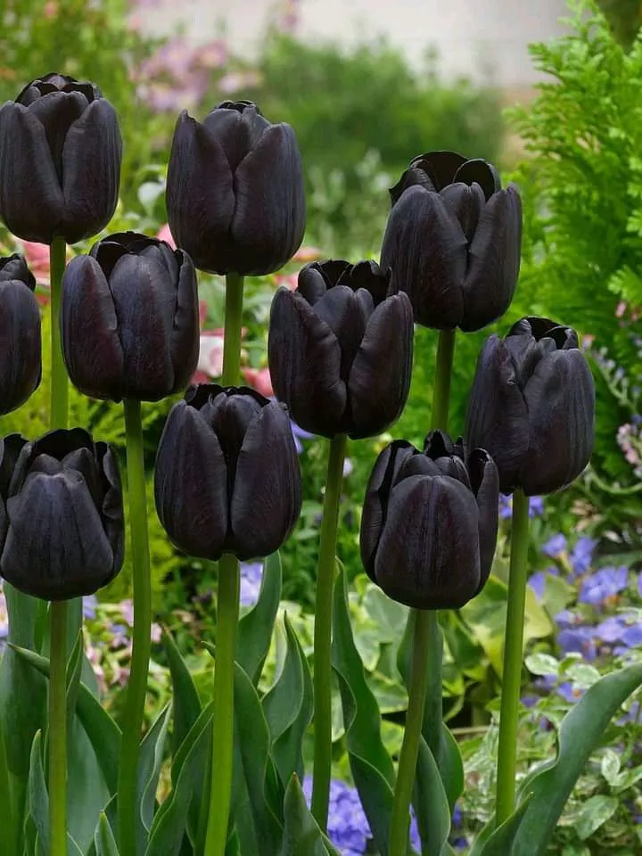hinh nen hoa tulip innhanh.pro .vn 105