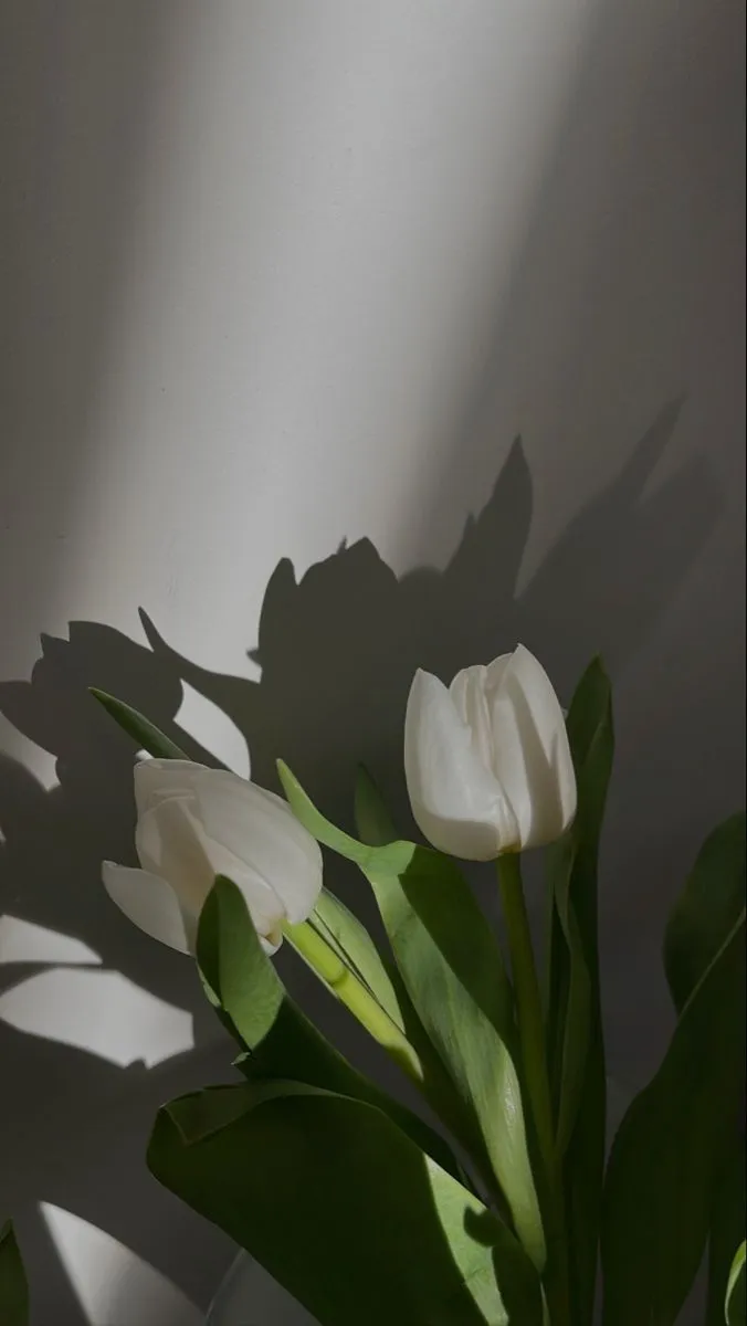 hinh nen hoa tulip innhanh.pro .vn 123