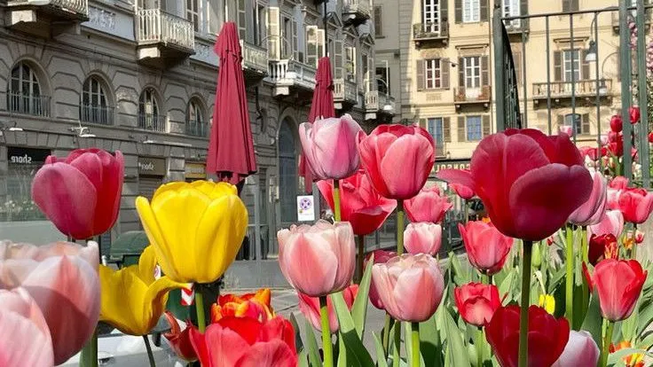 hinh nen hoa tulip innhanh.pro .vn 130