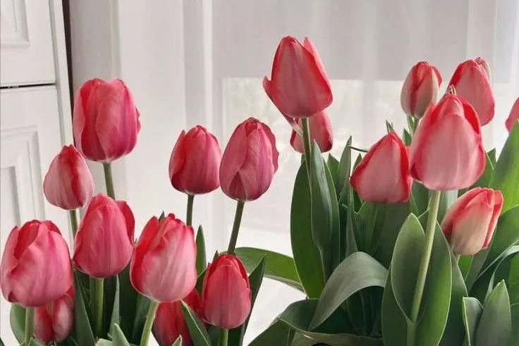 hinh nen hoa tulip innhanh.pro .vn 134