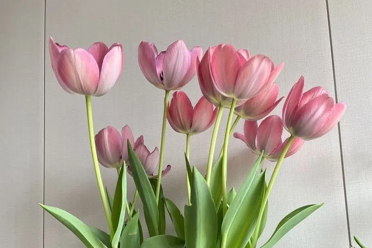hinh nen hoa tulip innhanh.pro .vn 135