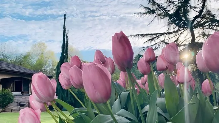 hinh nen hoa tulip innhanh.pro .vn 70