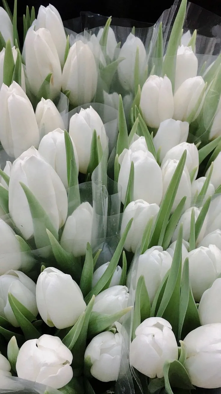 hinh nen hoa tulip innhanh.pro .vn 73