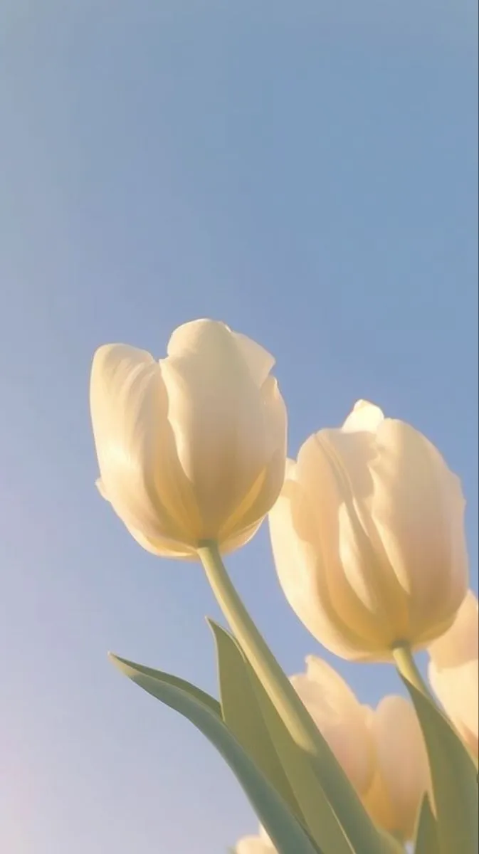 hinh nen hoa tulip innhanh.pro .vn 77
