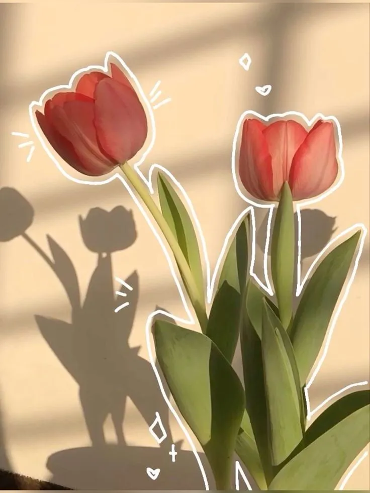 hinh nen hoa tulip innhanh.pro .vn 78