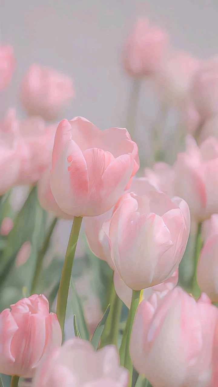 hinh nen hoa tulip innhanh.pro .vn 95