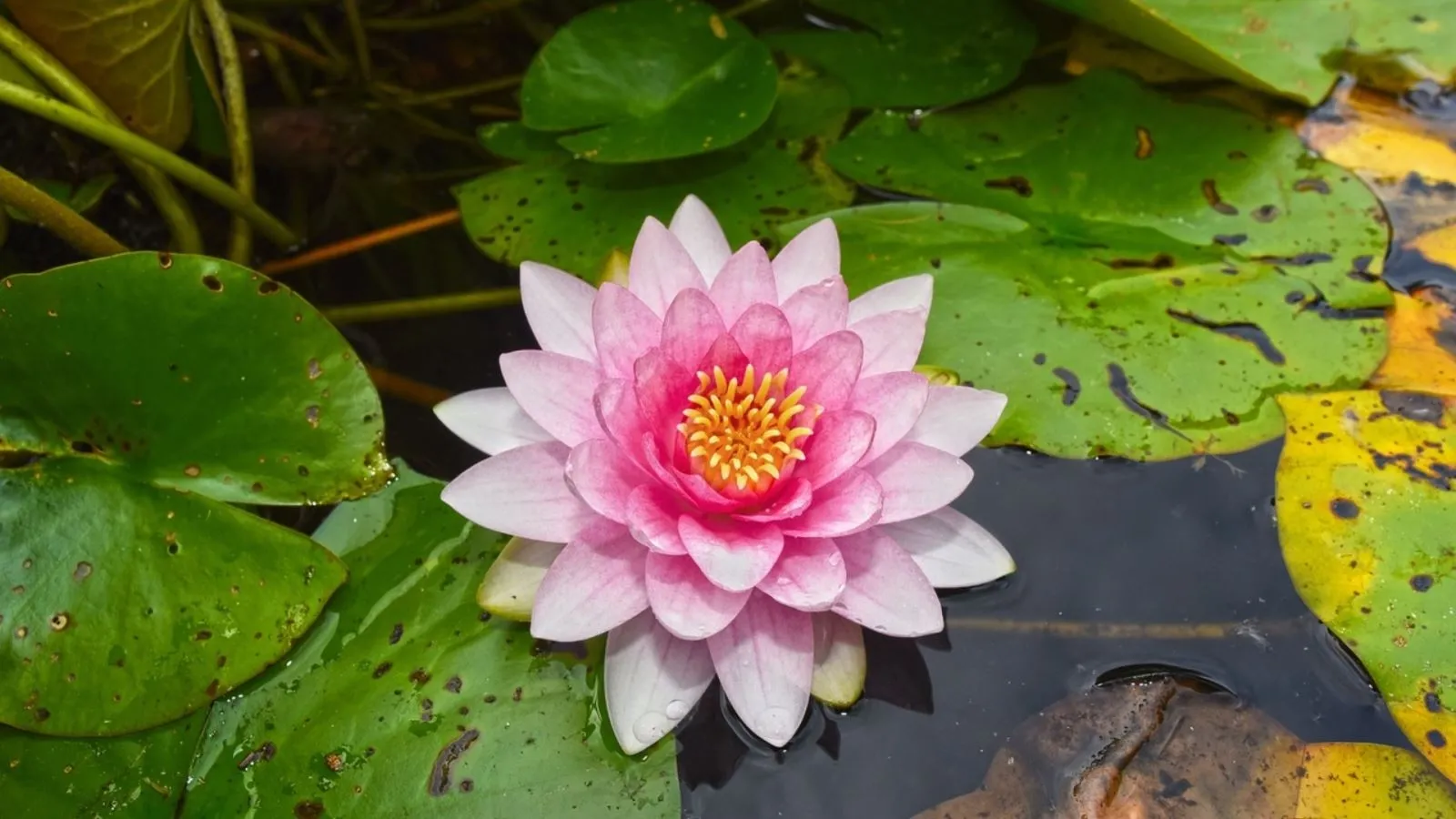 hinh nen may tinh innhanh.pro .vn 102