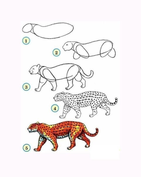 Cách vẽ con Báo
