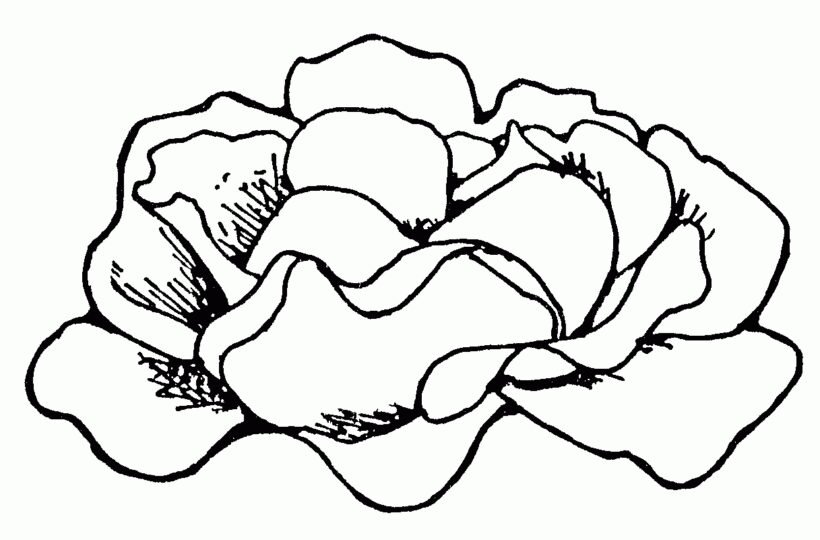 Cabbage Clipart Black And White - Pencil And In Color Cabbage intended for Great Of Lettuce Clipart Black And White