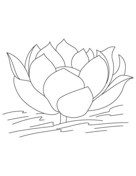 Hình tô màu hoa sen đẹp nhất cho bé tập tô (4)