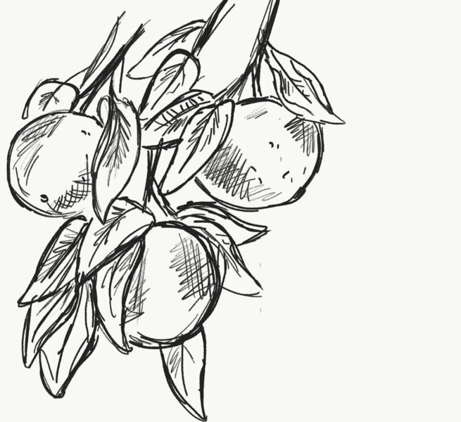 Tổng hợp các bức tranh tô màu quả bưởi đẹp nh