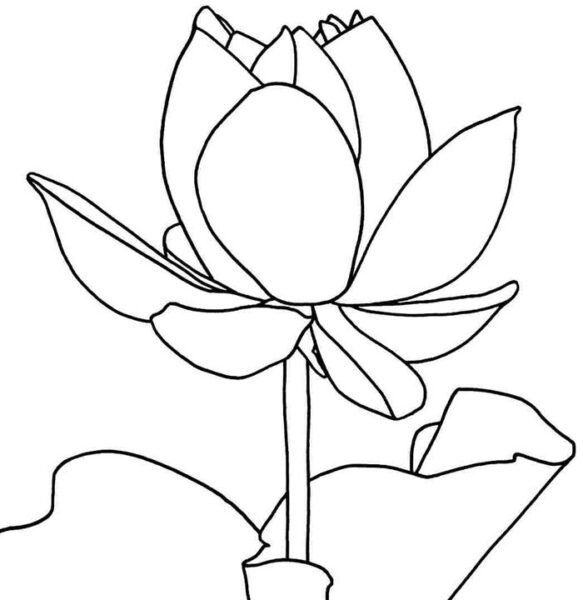 Hoa sen