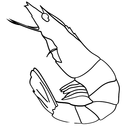 Vẽ tôm đơn giản